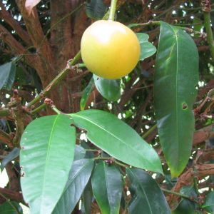 Tamala (garcinia).jpg