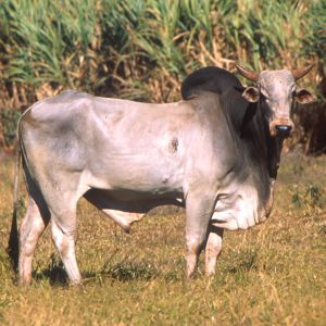 Bos taurus indicus.jpg