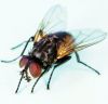 Common house fly, Musca domestica.jpg