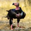 Red-headed Vulture, Ranthambhore National Park.jpg