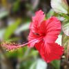 Japa (hibiscus) - kwiat.jpg