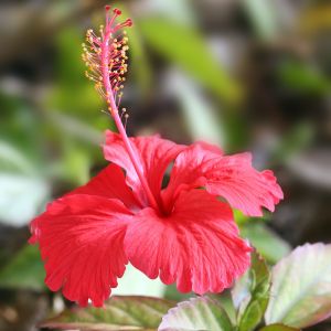 Japa (hibiscus) - kwiat.jpg