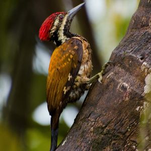 Flameback Woodpecker.jpg