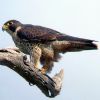 Peregrine Falcon Kobble.jpg