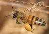 Apis mellifera flying2.jpg