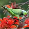 Rose-ringed Parakeet (Psittacula krameri) feeding on Indian Coral Tree at Kolkata I IMG 3989.jpg