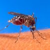 Aedes aegypti biting human.jpg