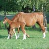 Mare foal poland.jpg