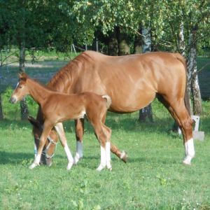 Mare foal poland.jpg