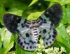 Blue Tiger Moth (False Tiger Moth) Dysphania percota.jpg