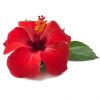 Hibiskus-kwiat.jpg