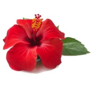 Hibiskus-kwiat.jpg