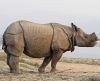 Indian rhinoceros (Rhinoceros unicornis).jpg