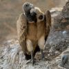 Vultures in the nest, Orchha, MP, India.jpg