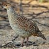 Grey Francolin.jpg