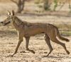 Indian Wolf Photo Dhaval Vargiya.jpg