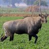 Nilgai (Boselaphus tragocamelus) male.jpg