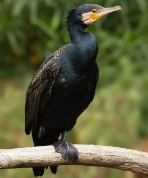 Phalacrocorax carbo Vic.jpg