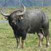 Indian Water Buffalo Bubalus arnee by Dr Raju Kasambe.jpg