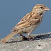 Indian sparrow (Passer domesticus indicus) immature Udaipur.jpg