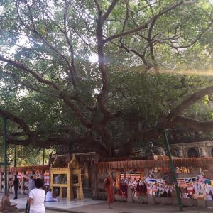 Aśwattha - Bodhgaya.jpg