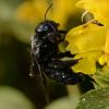 Xylocopa violacea female 1.jpg