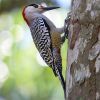West Indian woodpecker (Melanerpes superciliaris superciliaris) male.jpg