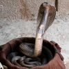 Indian cobra.jpg