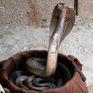 Indian cobra.jpg