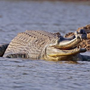 Gharial (Gavialis gangeticus) male.jpg