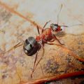 Miniatura wersji z 18:31, 10 lis 2021