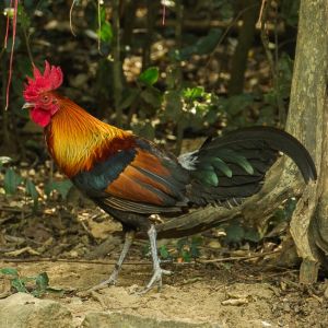 Red Junglefowl (male) - Thailand.jpg