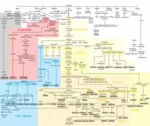 Drzewo Genealogiczne 7.png