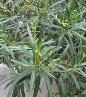 Karavira (oleander) - liść.jpg