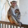 Female and juvenile rhesus macaque at Galtaji, Jaipur, Rajasthan, India.jpg
