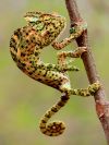 Indian Chameleon (Chamaeleo zeylanicus) Photograph By Shantanu Kuveskar.jpg