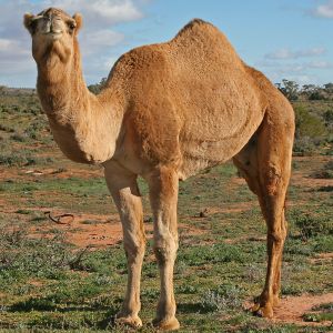 Camel Profile, near Silverton.jpg