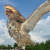 Indian eagle owl wings spread.jpg