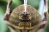 Australian garden orb weaver spider spinneret.jpg