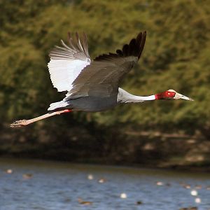 Sarus Crane I IMG 8628.jpg